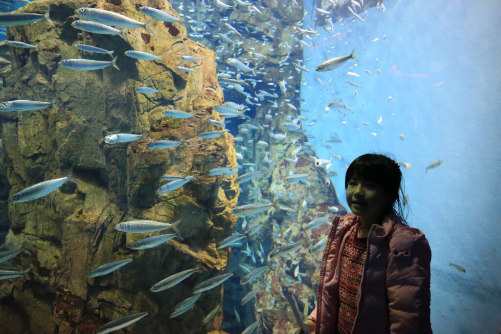 日本親子旅遊景點大阪海遊館大水槽