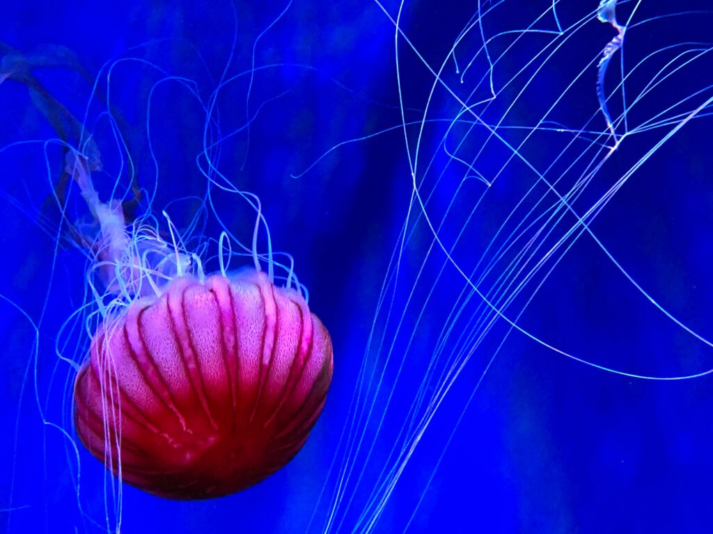 京都親子景點京都水族館水母