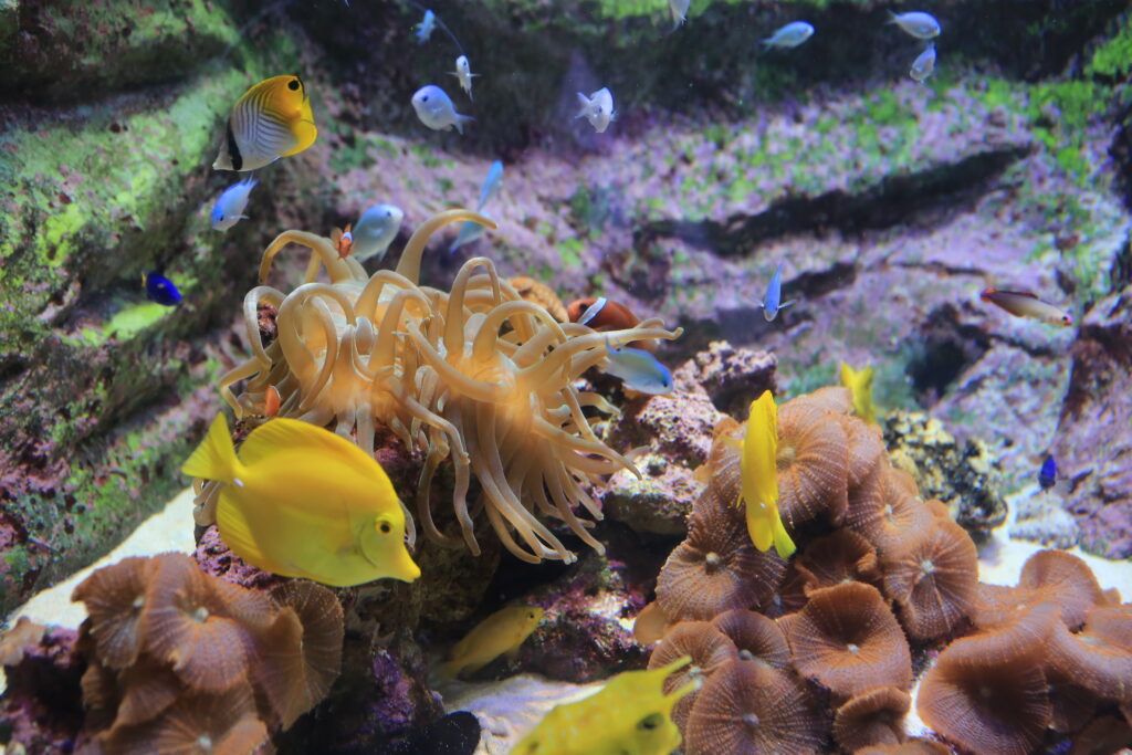 京都親子景點京都水族館熱帶魚