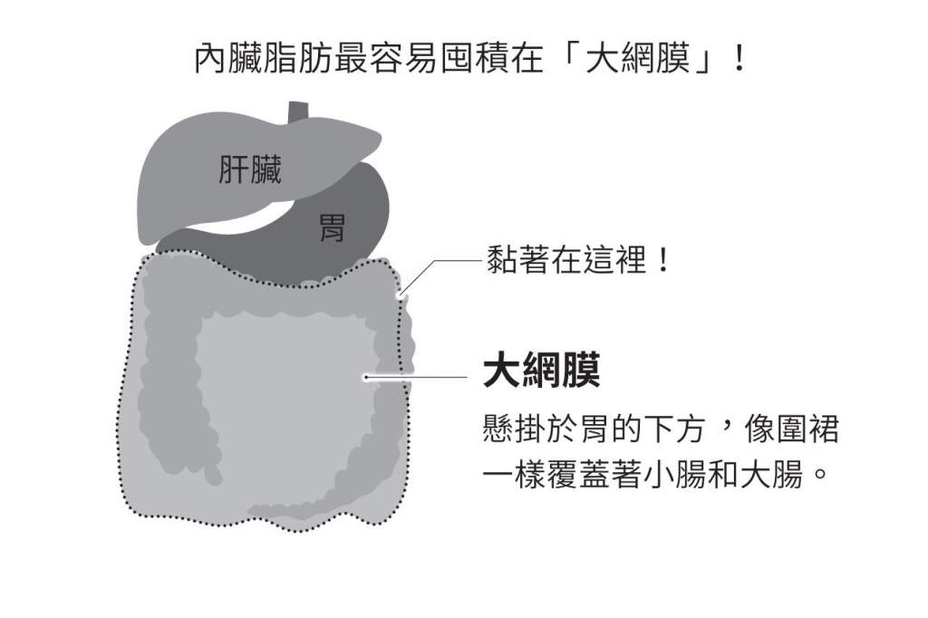  內臟脂肪 囤積位置