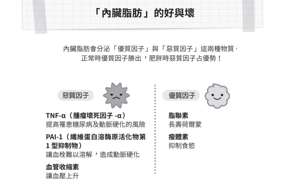 內臟脂肪 好與壞
