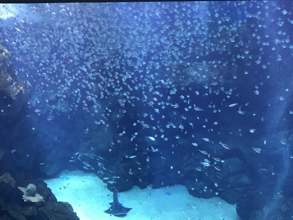 Xpark 第一展區：福爾摩沙水族箱