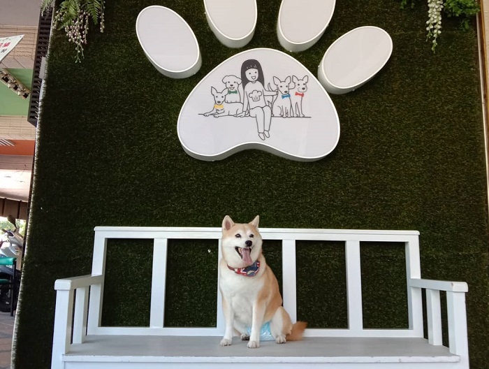 高雄寵物餐廳