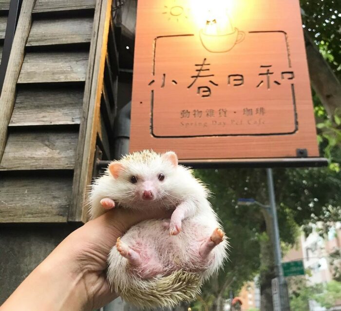 台北寵物餐廳 推薦