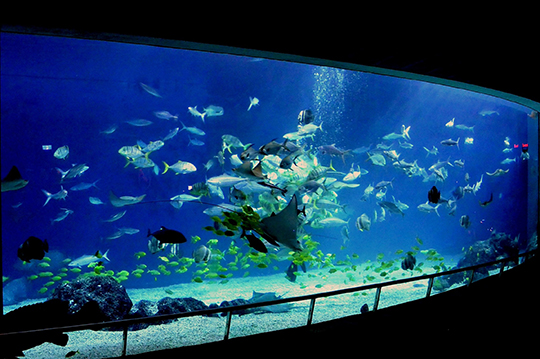 春節旅遊 景點推薦：屏東國立海洋生物博物館