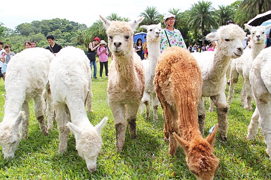 春節旅遊 景點推薦：綠世界生態農場草泥馬