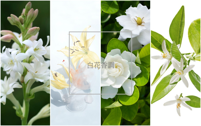 白花香調