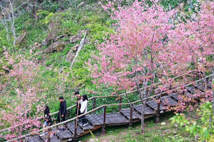嘉義龍雲農場