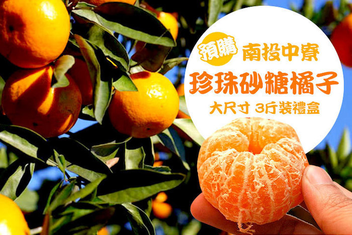 南投中寮大尺寸珍珠砂糖橘子