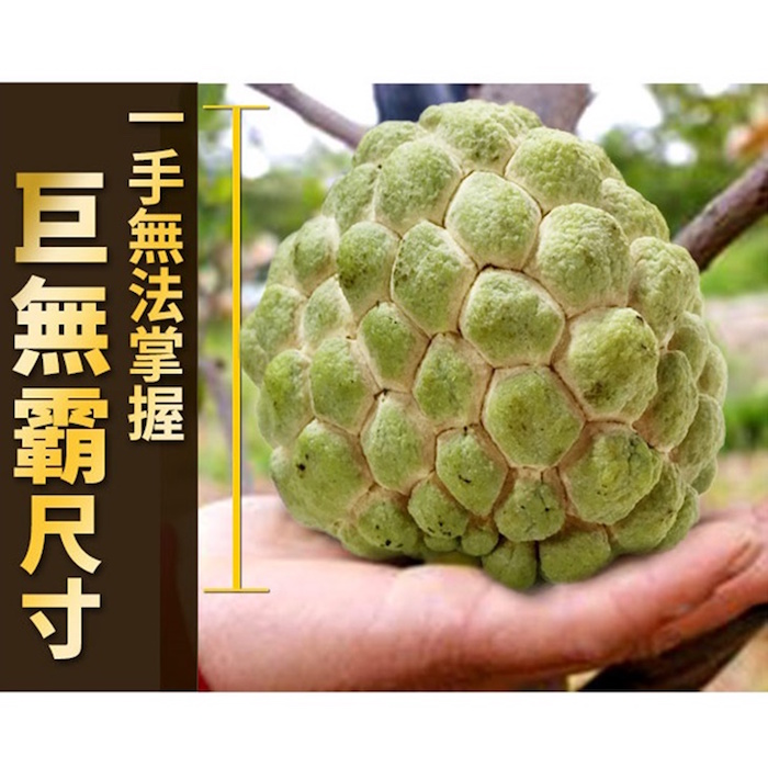 台東巨無霸大目釋迦5斤