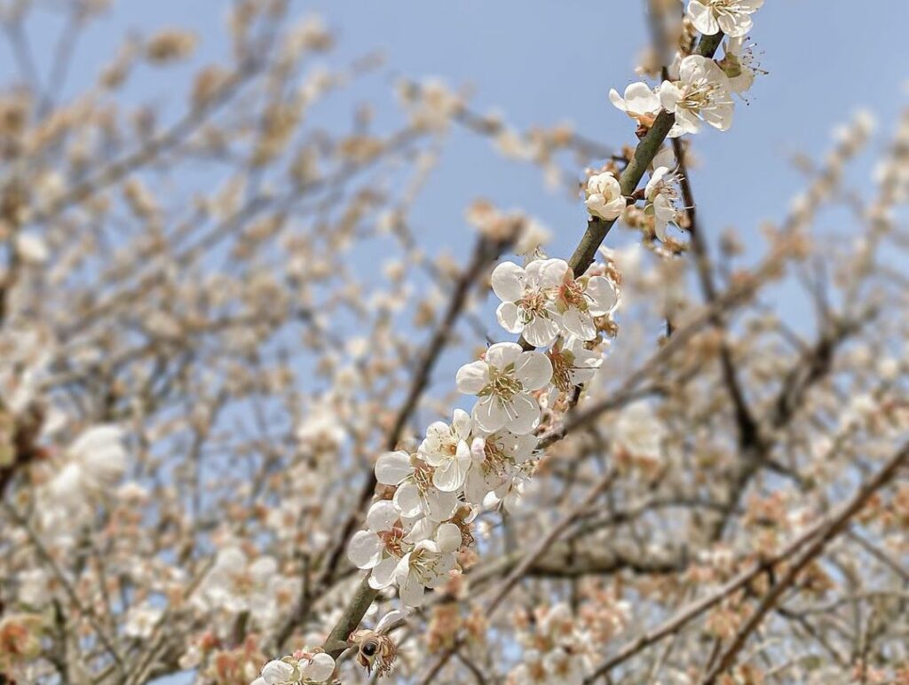 梅山公園