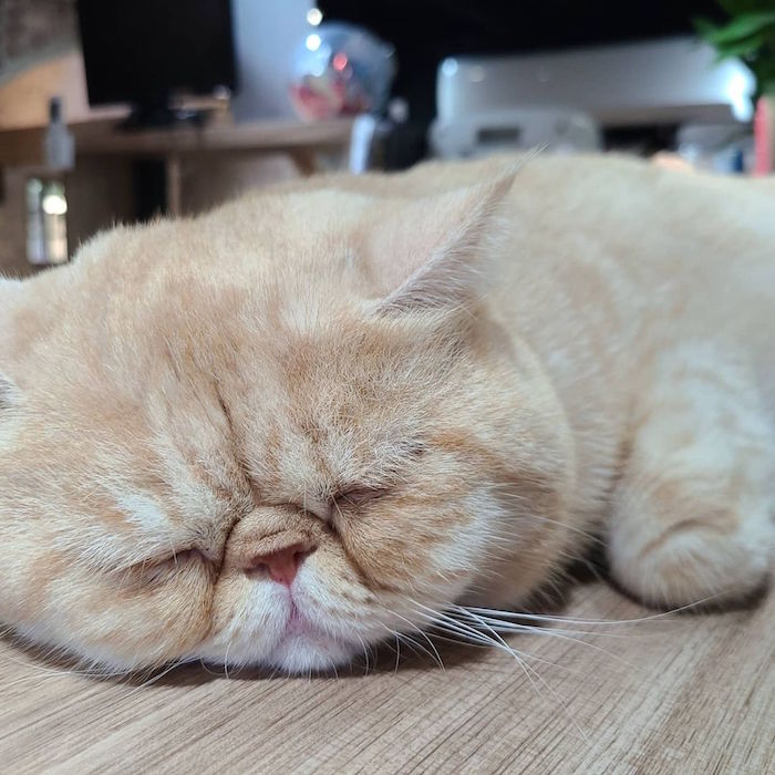 游家肥貓動物友善餐廳