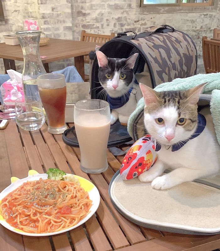 游家肥貓動物友善餐廳