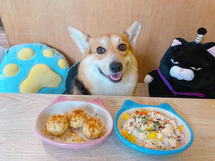 毛來了 Furry Furry