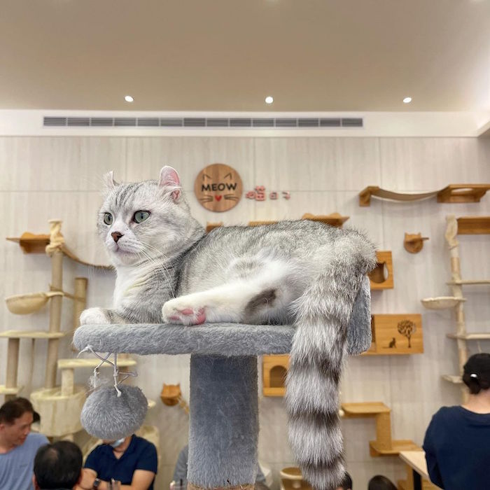 喵日子café