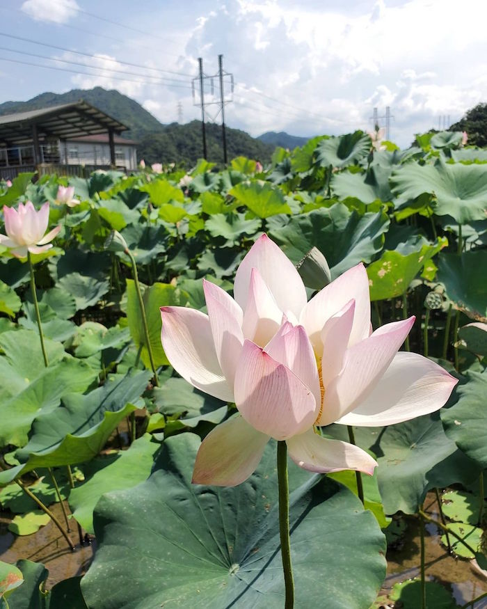 雙溪上林荷花園