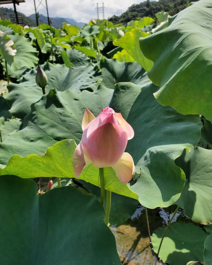 雙溪上林荷花園