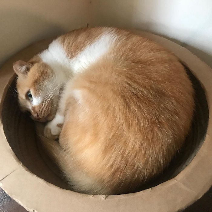 喵居珈琲.民宿Meow G Cafe