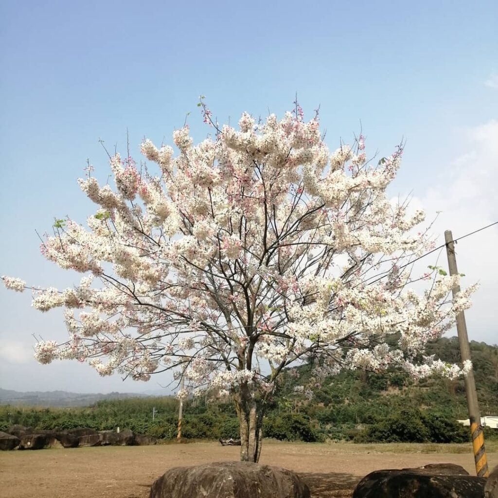 荷苞山桐花公園