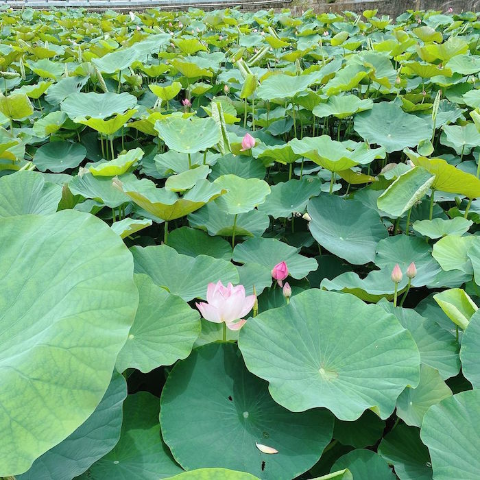 白河蓮花公園