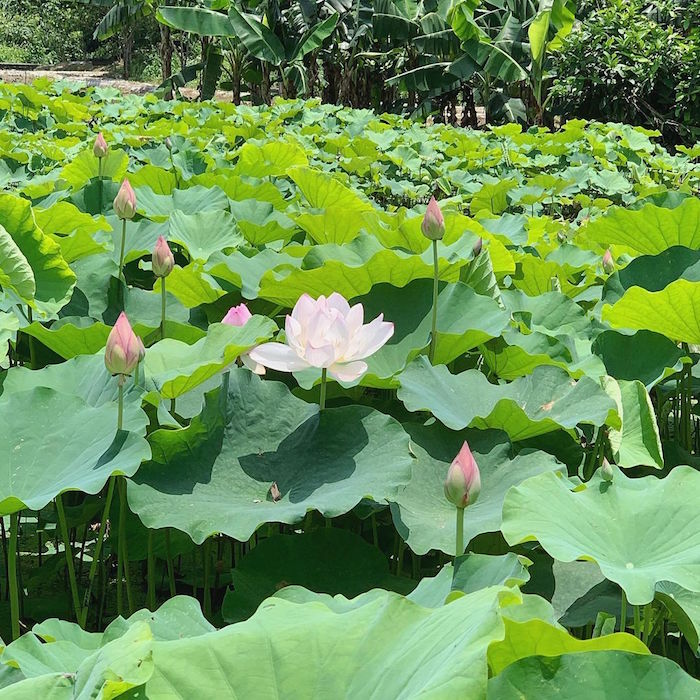 二重疏洪荷花公園