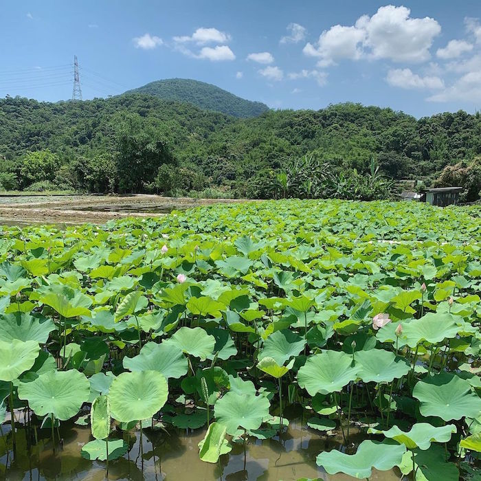 二重疏洪荷花公園