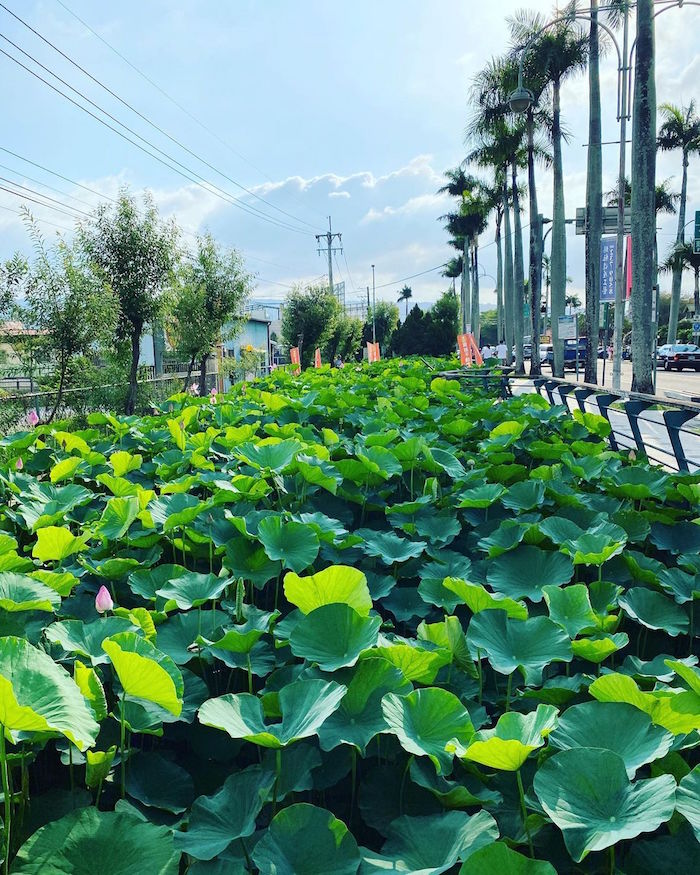 雙溪上林荷花園