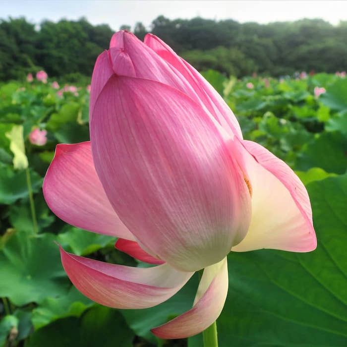 石頭厝荷花田