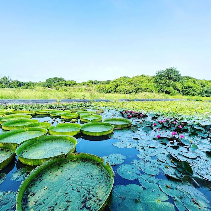 白河蓮花公園