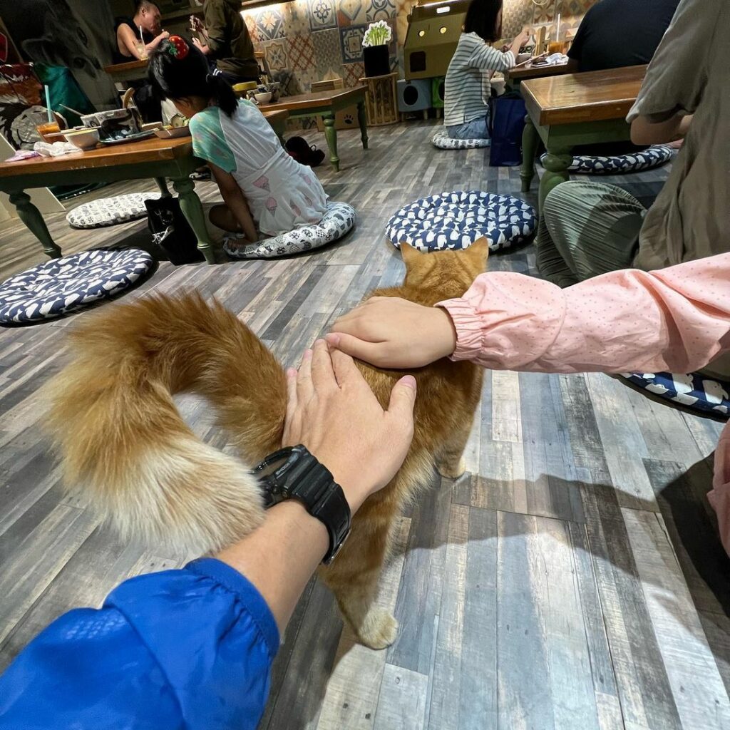 貓泰泰咖啡餐廳