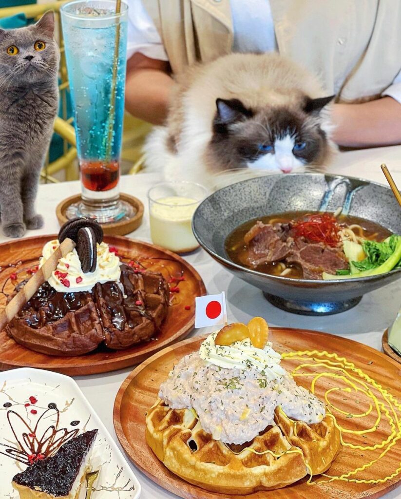 魔法咪嚕寵物咖啡館