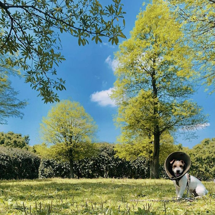 大溪埔頂公園