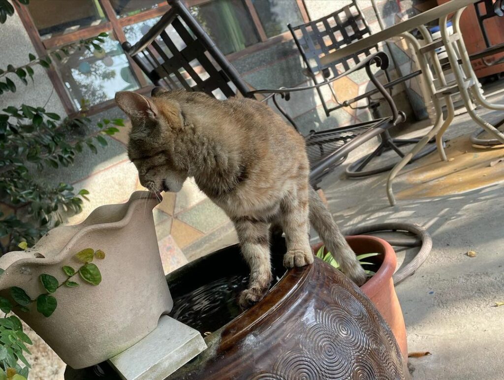 民雄鬼屋咖啡