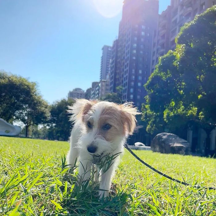 夏綠地公園