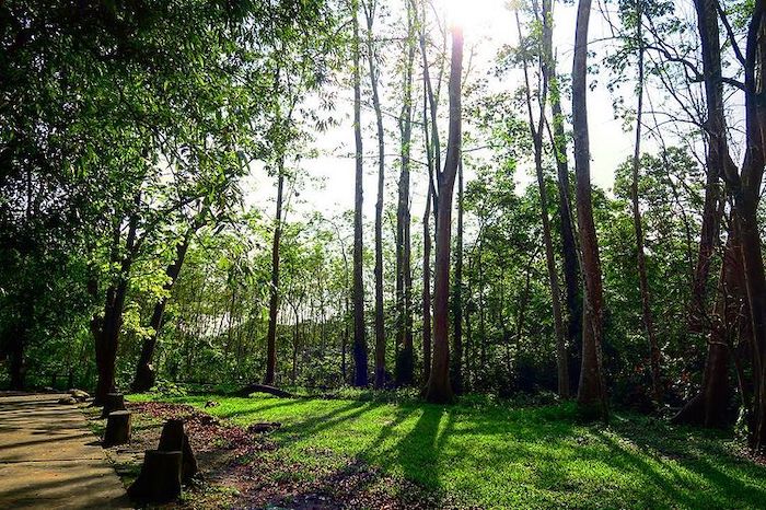 雙溪樹木園