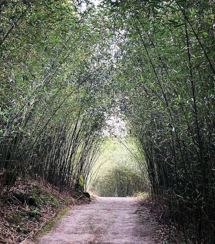 台南大凍山