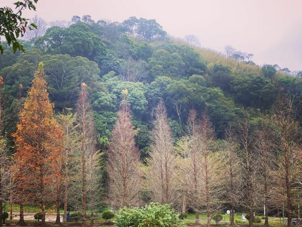 心鮮森林