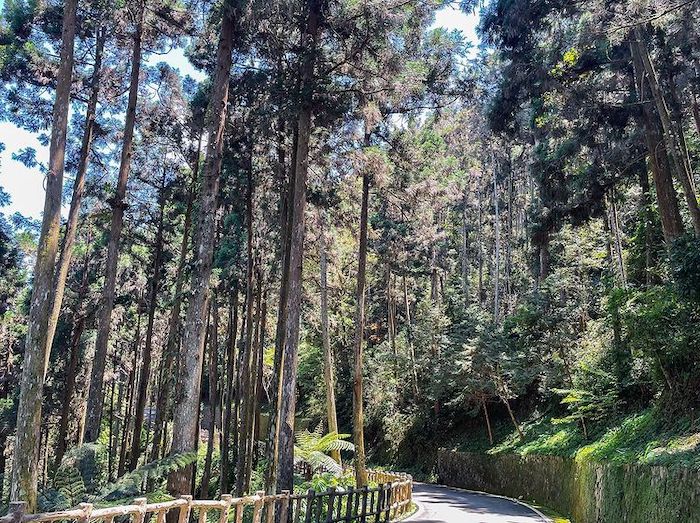 雙溪樹木園