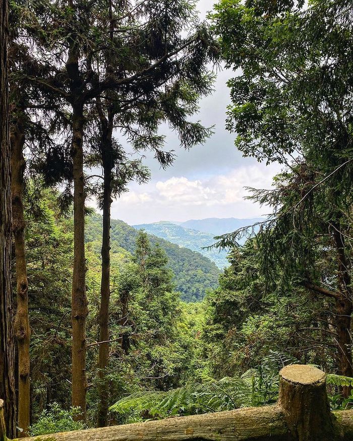 雙溪樹木園