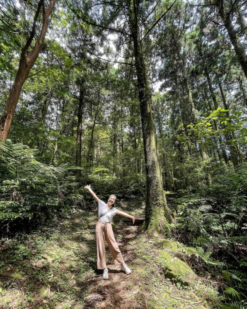 東眼山國家森林遊樂區