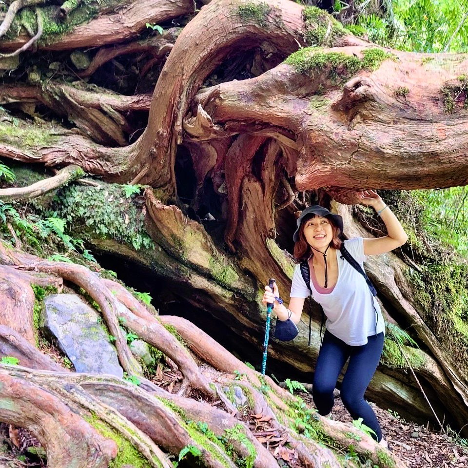 拉拉山巨木群步道