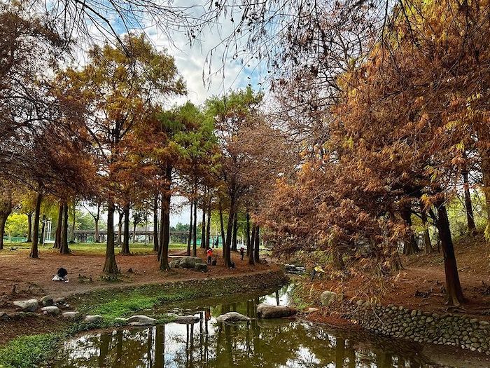 羅東運動公園落羽松森林