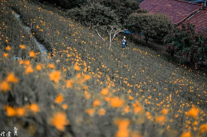 彰化花壇虎山巖金針花海,一片橙黃
