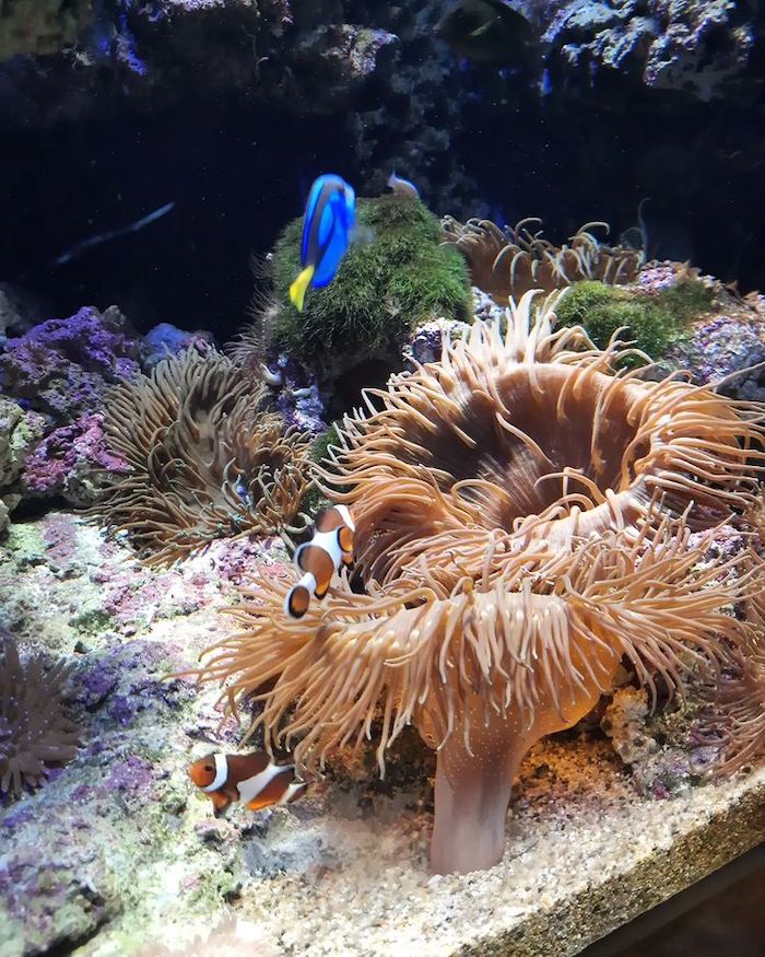 XPARK水族館