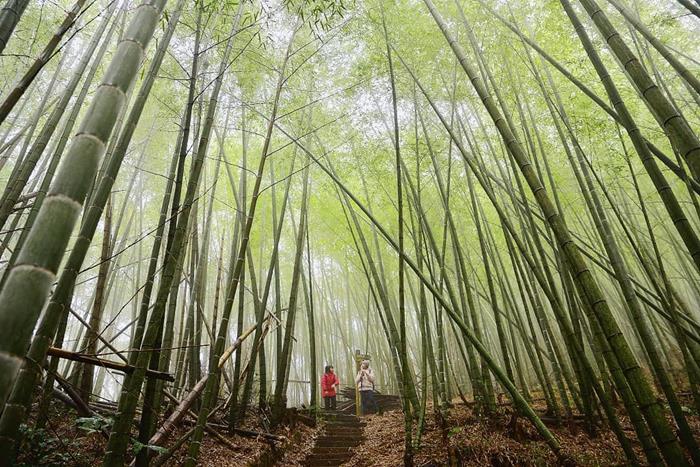 奮瑞古道連奮起湖和瑞里兩地，途中的竹林是一大特色