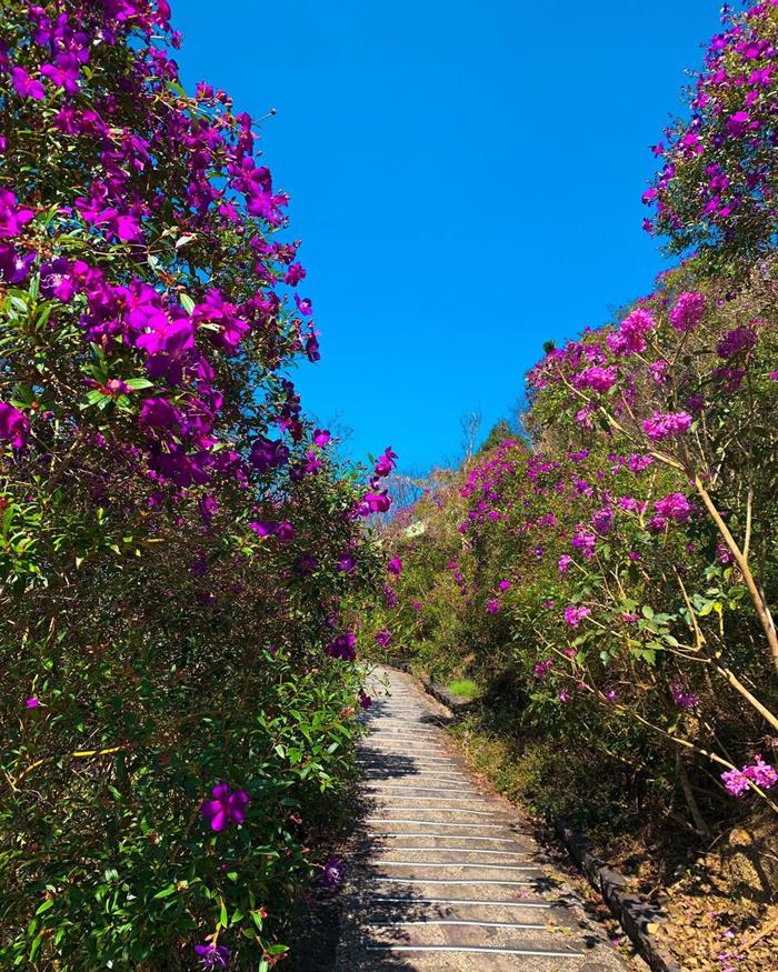 梅峰古道走起來並不難，約兩個小時即可完成，非常和曾文水庫搭配成一套旅程