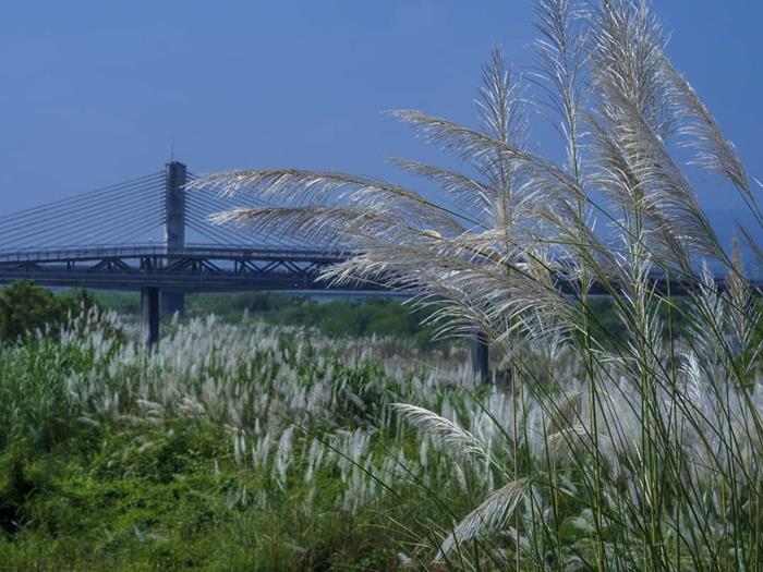 高雄旗山地景橋下的甜根子草花海蔓延寬廣