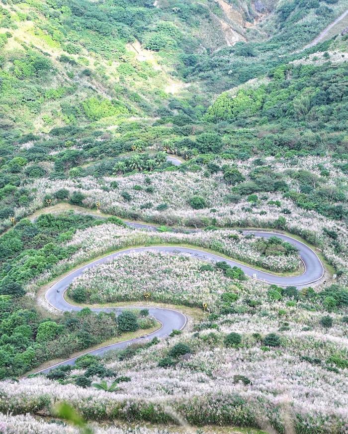 茶壺山路徑蜿蜒，芒草濃密像是銀河