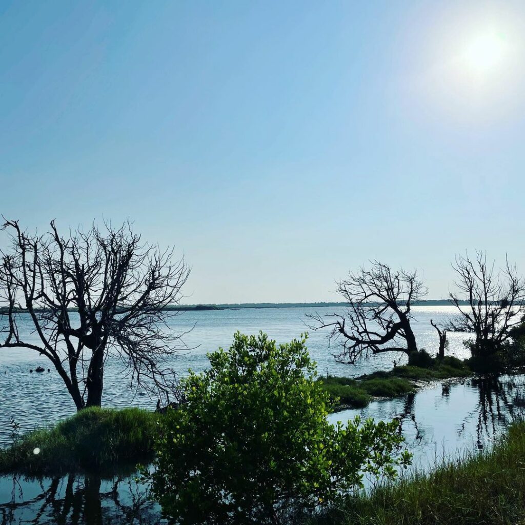 鰲鼓溼地
