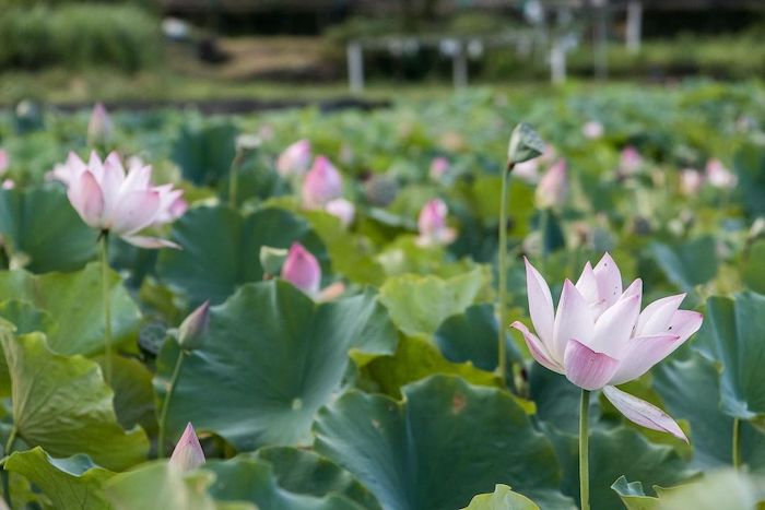 雙溪荷花園